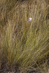 Gladiolus patersoniae