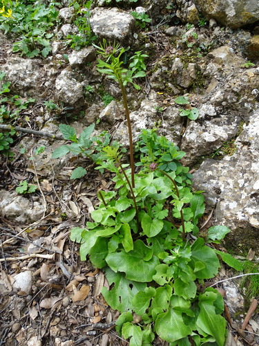Cretan Valerian (Valeriana asarifolia)
