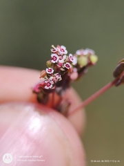 Euphorbia polycarpa