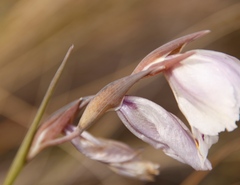 Gladiolus patersoniae