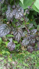 Hypoestes