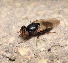 Tetanops