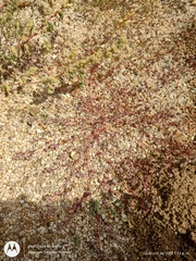 Euphorbia polycarpa