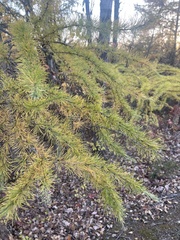 Larix laricina