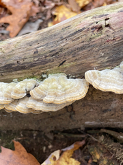 Trametes pubescens