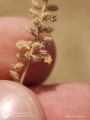 Tragus berteronianus