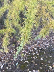 Larix laricina