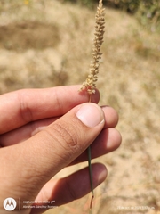 Tragus berteronianus