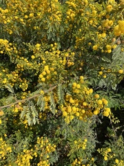 Vachellia macracantha