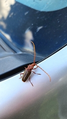 Chydarteres striatus