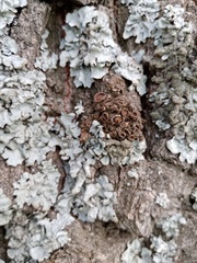 Melanohalea exasperata