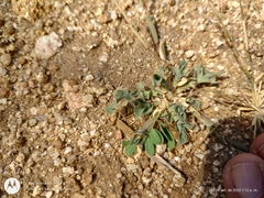 Tragus berteronianus