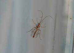 Ophion obscuratus