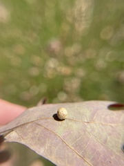 Acraspis pezomachoides