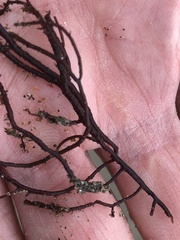 Gracilariopsis