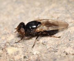 Tetanops