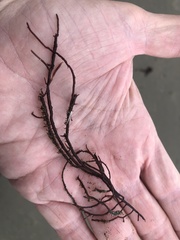 Gracilariopsis