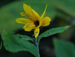 Helianthus tuberosus