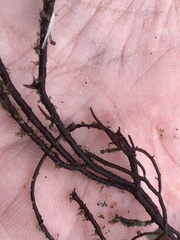 Gracilariopsis