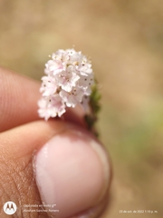 Boerhavia xantii