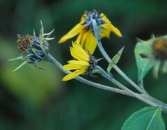 Helianthus tuberosus