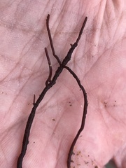 Gracilariopsis
