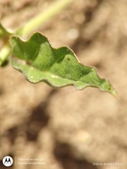 Boerhavia xantii