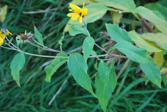 Helianthus tuberosus