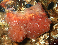 Aplidium nordmanni