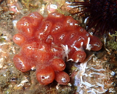 Aplidium nordmanni