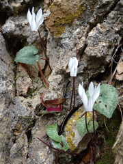Cyclamen creticum