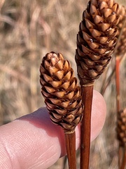 Xyris laxifolia iridifolia