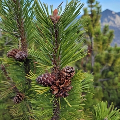 Pinus mugo