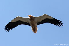 Neophron percnopterus