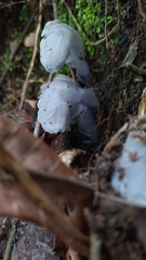 Monotropastrum humile