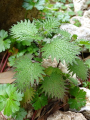 Urtica pilulifera