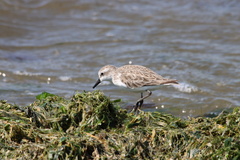 Calidris pusilla