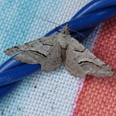 Digrammia continuata