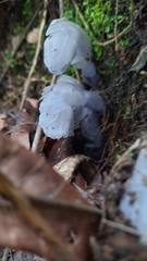 Monotropastrum humile