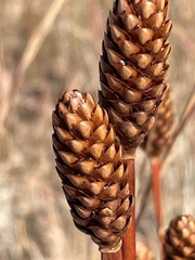 Xyris laxifolia iridifolia