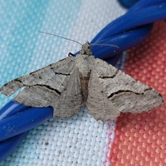 Digrammia continuata