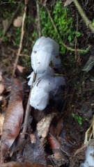 Monotropastrum humile