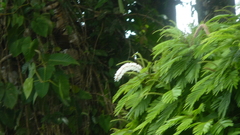 Pentaclethra macroloba