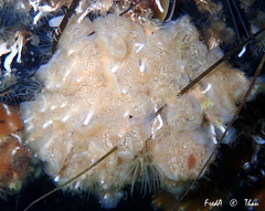 Aplidium glabrum