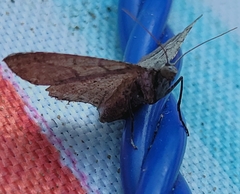 Digrammia continuata