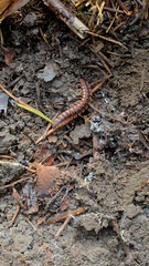 Pseudopolydesmus canadensis