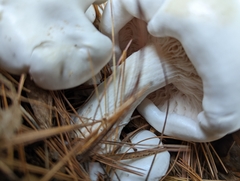 Clitocybe robusta