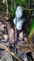 Monotropastrum humile