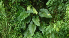 Philodendron davidsonii