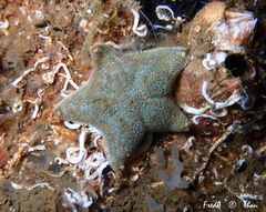 Asterina gibbosa